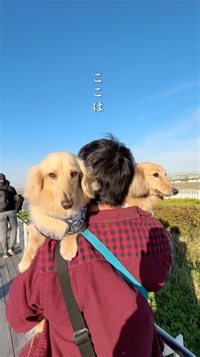 【犬連れお出かけ日帰り】飛行機スポット✈️