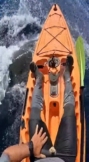 8.2K views · 49 reactions | GoPro Captures Real Shark Attack on Kayak! - #fishing | Hoodfishing_entertainment | Facebook