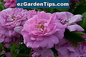 Come potare un vecchio cespuglio di camelia 🌱 Consigli Giardinieri - It.ezGardenTips.com