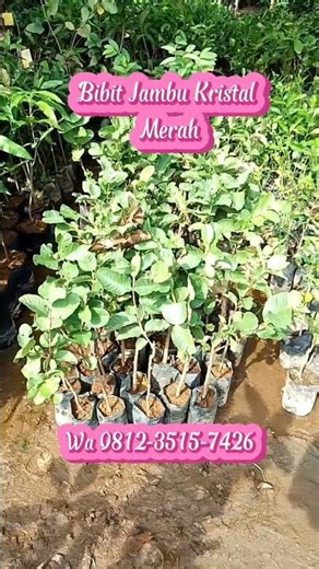 Bibit Jambu Kristal Merah Cepat Berbuah – Beli Sekarang!