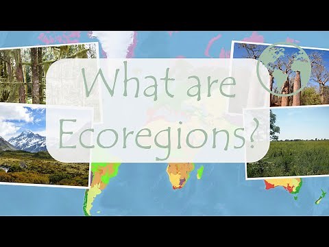 What are Ecoregions?