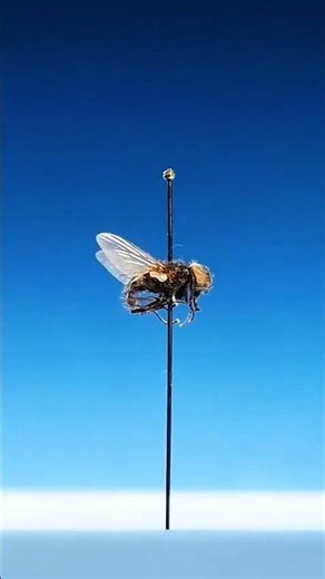 Flies Have 6 Hidden Blades 😨🪰observe #shorts #science