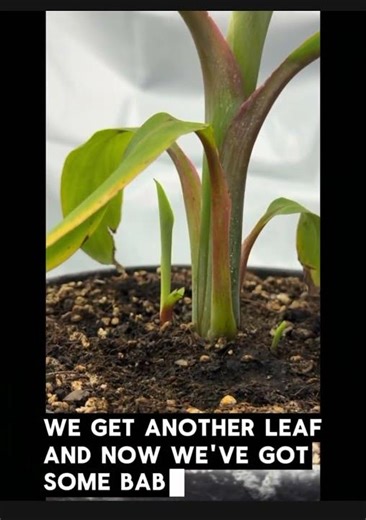 Blue Java Takeover! 🍌 #bluejava #IndoorGardening #PlantPups#BluesGarden