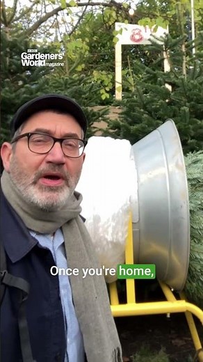 How to stop your Christmas tree dropping needles