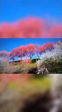 AA CHAL KE TUJHE I आ चल के तुझे I KISHORE_KUMAR I 1964s I DUR GAGAN KI CHHAON ME I short_video