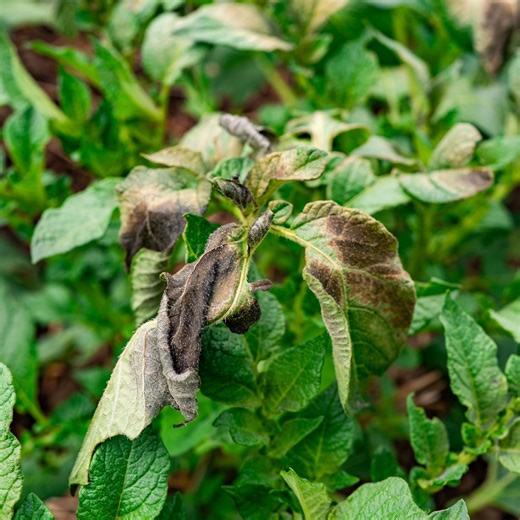 Watch out for these common potato diseases & pests, if you want a healthy harvest of spuds