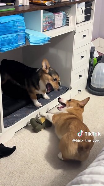 Sibling Rivalry with Corgis: Cute Moments to Relate To