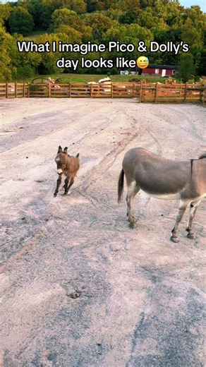 Poor Dolly😅🫏 #babydonkey #donkeyfoal #minidonkey #minidonkeysoftiktok