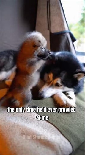 This Wolf Was Shot By Poachers... My German Shepherd Dragged Me 3 Miles To Find Him