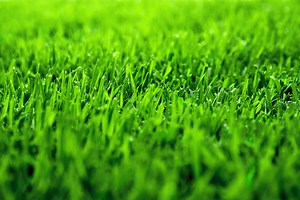 Zoysia Grass | Turf Guide | myhomeTURF