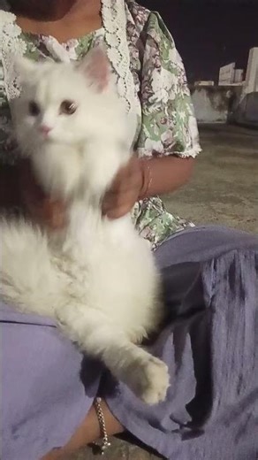 cats trending song ❤️😇🥰