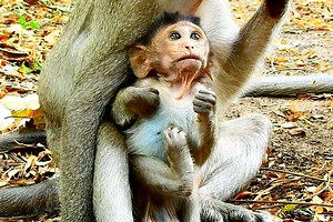 How Beautiful baby monkey lip smacking talk to his friends,Good relationship baby monkey playing | Monkey Show