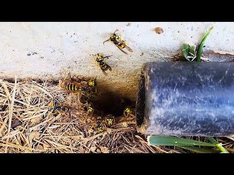 AGGRESSIVE Yellow Jackets Underground Nest ATTACK! Wasp Nest Removal! #hornetking #fyp #viral