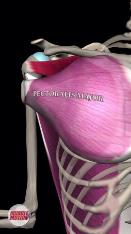 Muscle and Motion on Instagram: "𝗦𝗵𝗼𝘂𝗹𝗱𝗲𝗿 𝗜𝗻𝘁𝗲𝗿𝗻𝗮𝗹 𝗥𝗼𝘁𝗮𝘁𝗶𝗼𝗻 🎥 Dive into the animated world of our shoulder muscles–the subscapularis, teres major, latissimus dorsi, pectoralis major, and the anterior aspect of the deltoid. 🌈 Watch as they seamlessly work together, enabling the smooth inward twist of the shoulder. 🔄 This animation is your visual guide to understanding the marvels of our anatomy and the incredible teamwork behind every movement. Want to get a better unde