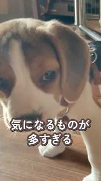 【ちびもず】気になるものが多すぎる #beagle #ビーグル #癒し