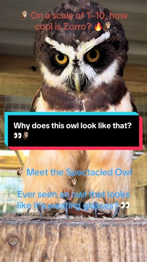 🦉 Meet the Spectacled Owl 🦉 Ever seen an owl that looks like it’s wearing glasses? 👀 That “spectacle” around their eyes gives them their name – and makes them one of the most recognisable owls in the world! 🌴 Native to Central & South America, these owls love rainforests and mangroves. 😴 By day? Super chilled and sleepy. 🌙 By night? Silent hunters with incredible night vision. 🐍 Fun fact: Spectacled owls don’t just eat small prey… they’ve been known to take on snakes and even small monkey