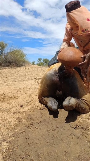 إنقاذ الجمل في صحراء شيرا – لحظة صبر وعناية