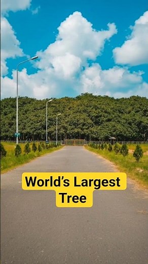 This ‘Forest’ Is Actually One Tree 🌳😱 | India’s Giant Great Banyan Tree