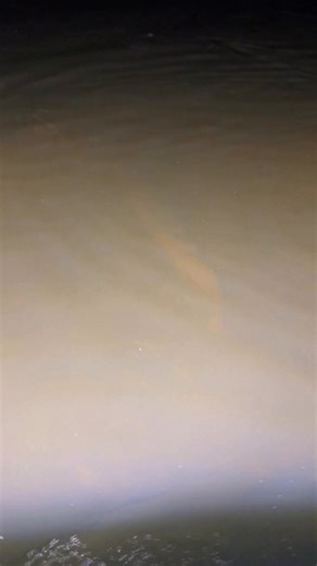 My favorite fish 😍 #Bowfishing #outdoors #Louisiana | Mallory Grace Potter