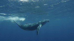 clip-1109029181-humpback-whale-calf-plays-alone-surface