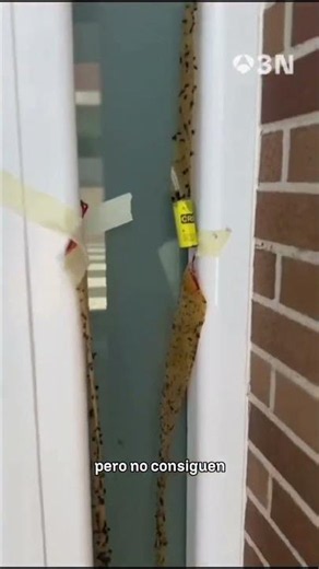 🪰 Una plaga de moscas invade el pueblo de Hostalric Girona