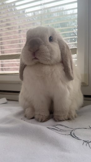 Cute Rabbits: Teddy the Bunny's Adorable Moments
