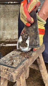 Great hoof trimming video extremely comfortable丨ASMR丨Donkey hoof cutting sound