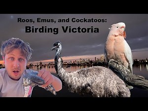 Roos, Emus, and Cockatoos: Birding Victoria