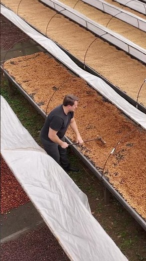 What is the Honey Process for coffee?