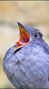 Screaming piha bird in the canopy Amazon forest