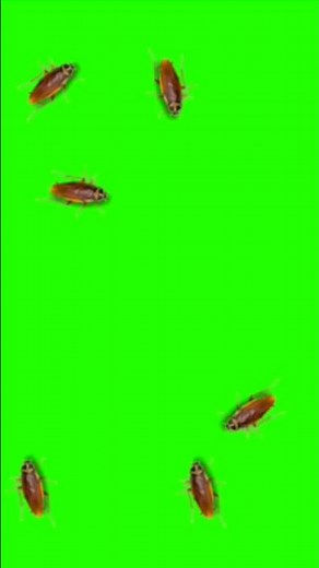 Cockroach 🪳 Crawling Green Screen VFX #cockroach #crawling #greenscreen #chromakey #shorts