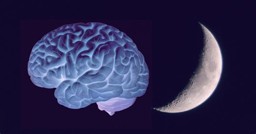 How REM sleep unlocks human function