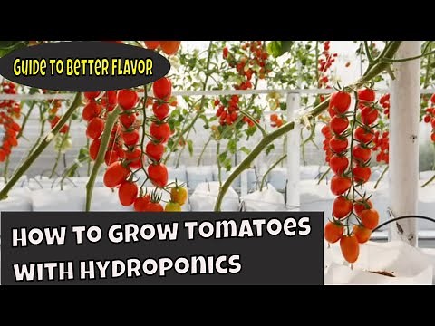 How to grow tomatoes with Hydroponics