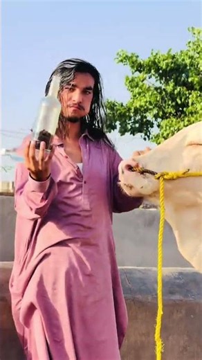 Masha Allah ❤️🥀bhot he khobsort 🥀 janwar next qurbani 2027 kalya ready ❤️ bhot he khobsort janwar