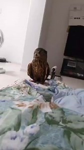 Smart owl #owl #owls #birds #owlsofinstagram #nature #bird #owllover #art #wildlife #owlstagram #owllovers #birdsofinstagram #owllove #owlobsession #naturephotography #wildlifephotography #owlart #birdphotography #animals #photography #owltattoo #barnowl #handmade #birdsofprey #owlphotography #owleyes #eule #best #owlsome #loveit | Smart Skills