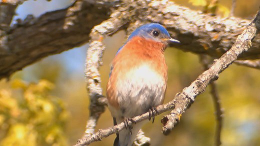 BLUEBIRDS - Designated as the official state bird of Missouri in 1927, bluebirds begin arriving at their breeding locations in March and April. Learn more in this short video. Get additional info from our online Field Guide: https://nature.mdc.mo.gov/discover-nature/field-guide/eastern-bluebird -- Kipp@MDC | Missouri Dept. of Conservation