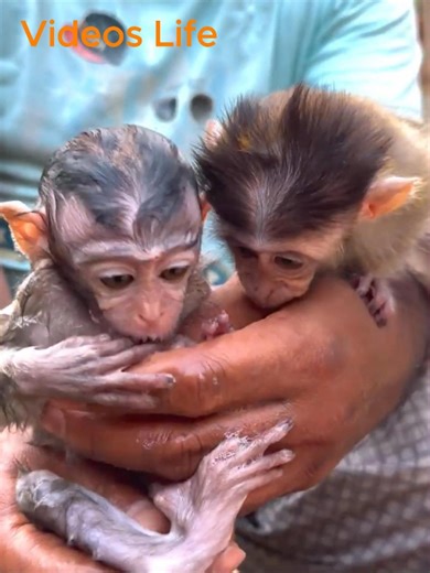Baby Monkeys Enjoying Their Bath Time