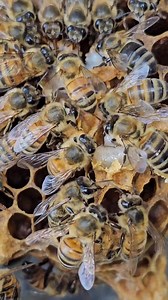 4.2K views · 57 reactions | Cut small queen cell. | Phary BeeKeeper | Facebook