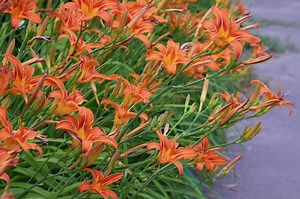 How to Prune Daylilies for Winter