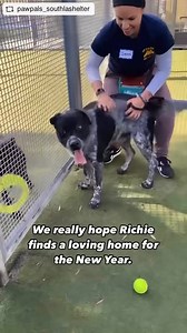 1K views · 44 reactions | 3 year old Richie #A2168356 would love a...