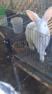 287K views · 1.1K reactions | Nz broken Black #kelinci #rabbit #dinarayafarm | Dinaraya | Facebook