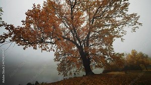 A mighty oak tree on the bank of the small pond. Fog hanging above the pond.