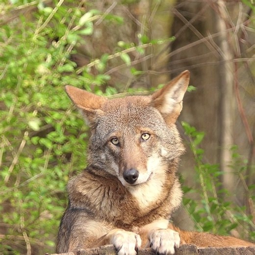 53K views · 6.3K reactions | With just 17 red wolves known to remain in the wild, every red wolf is essential to the survival of their species. This is Charlotte ❤️ | Wolf Conservation Center | Facebook