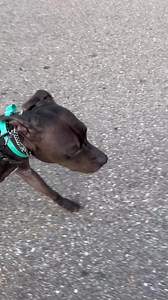 29 reactions | Shiloh, the husky (who came from Florida for...