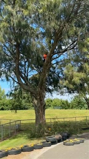 11 reactions | Last week our team headed into Riverland Family Park to safely remove a dangerous tree hanging over the go-kart track. With the busy Christmas season just around the corner, it was important to get the area made safe and ready for families to enjoy. Always happy to support our local spaces and help keep the community safe!  | Beaver Tree Service | Facebook