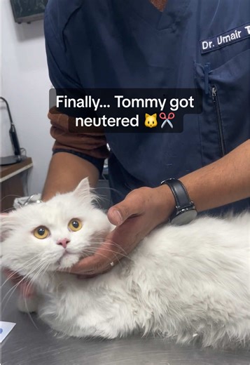 Tommy's Neutering Journey: What to Expect