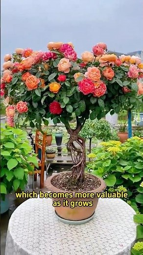 Transform Your Rose into a Bonsai Masterpiece!