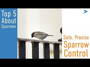 5 Things to Know About Sparrows