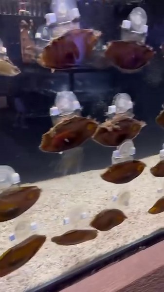 Shark Week! 麗 Learn about how sharks make other sharks, and check out their eggs, yes eggs! Not all sharks have live births. Check out this video on our TikTok page: https://www.tiktok.com/t/ZT8RoCMEM/ We are open everyday from 10 am-8 pm | Austin Aquarium | Facebook