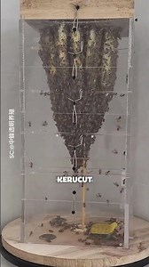 Sarang Lebah Transparan di Dalam Rumah, Begini Kehidupan Mereka dari Dekat